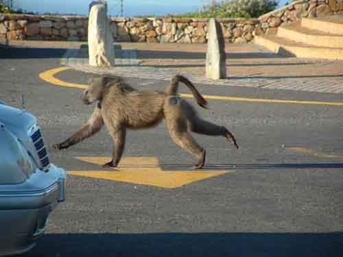  Chacma baboon